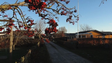 OVER STRANDEN 2015 - rønnebær OVER STRANDEN 2015 - rønnebær